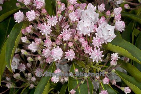 kalmia latifolia 2 graphic